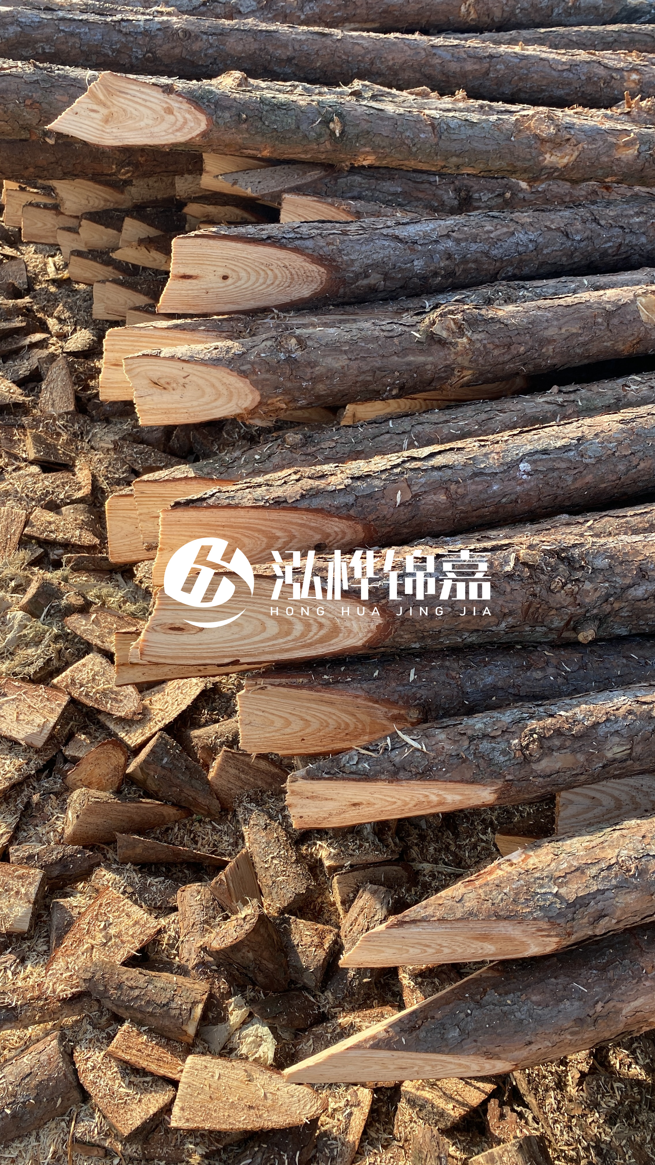 松木樁怎么分辨好壞？學會這幾招，輕松分辨松木樁好壞不踩雷！