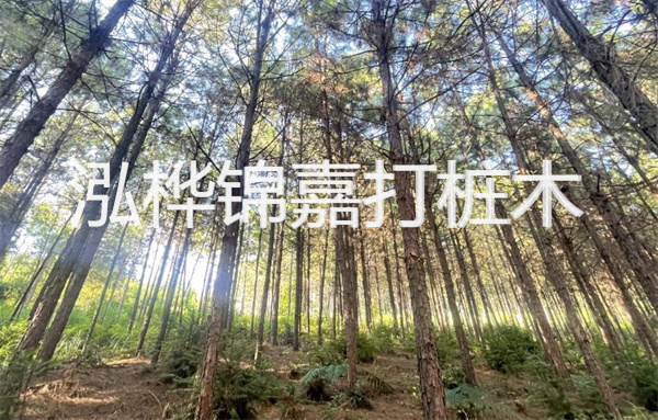 橡木板多少錢一張2公分？探索高品質(zhì)橡木板的最佳選擇！
