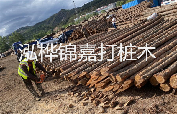 松木寄生價格多少錢一斤？！
